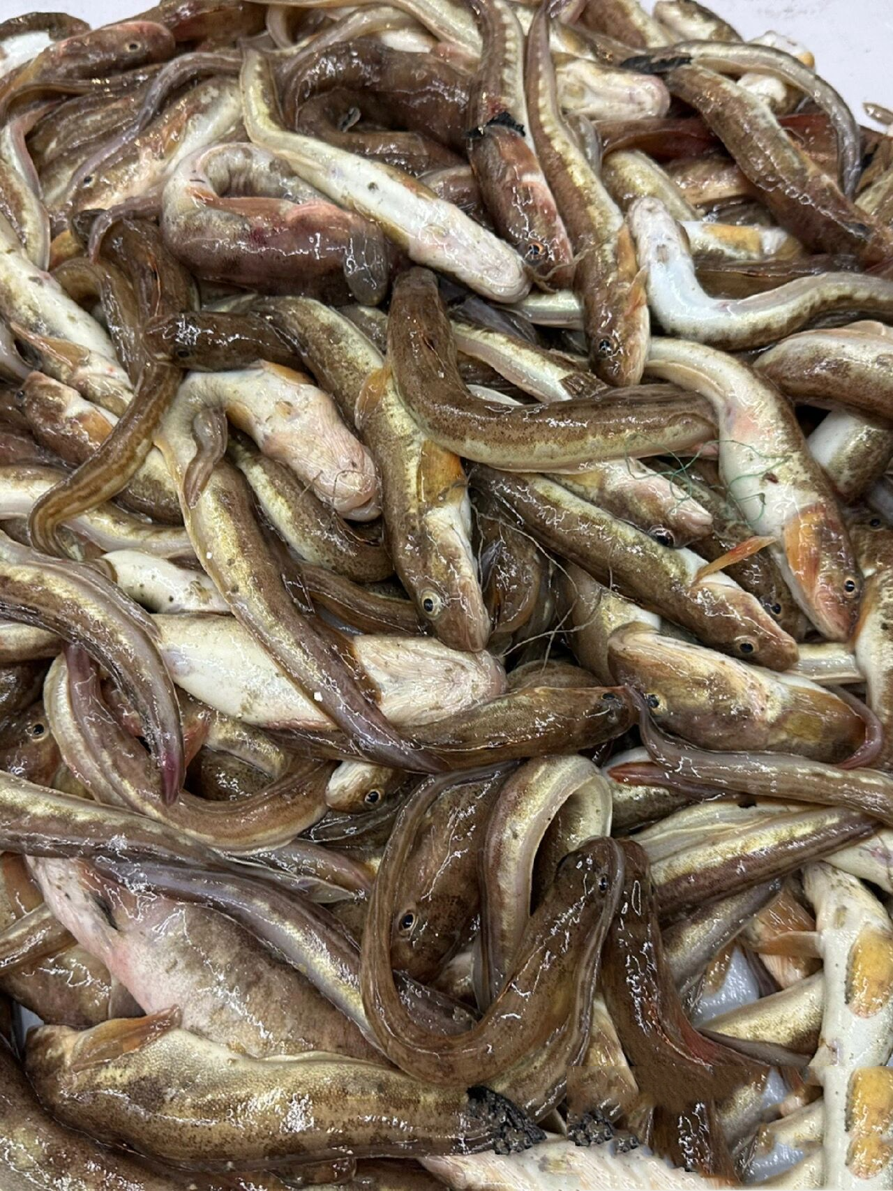 路亚海鲇鱼(淡水鲶鱼和海鲶鱼区别)