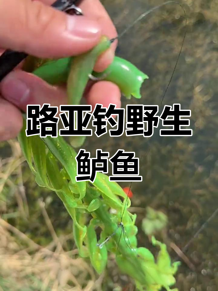 路亚怎样上钩(路亚怎么上饵视频教程)