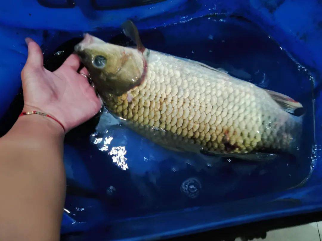 冬季水塘夜钓鲫鱼技巧(冬天水塘钓鱼) 冬季水塘夜钓鲫鱼技巧(冬天水塘钓鱼)