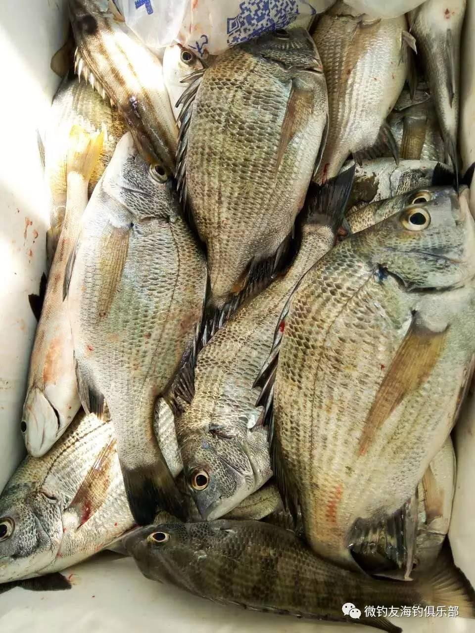 南油海钓地图(广东南油公司官网招聘)