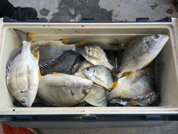 海钓20米深的鱼排(海钓多少米深) 海钓20米深的鱼排(海钓多少米深)