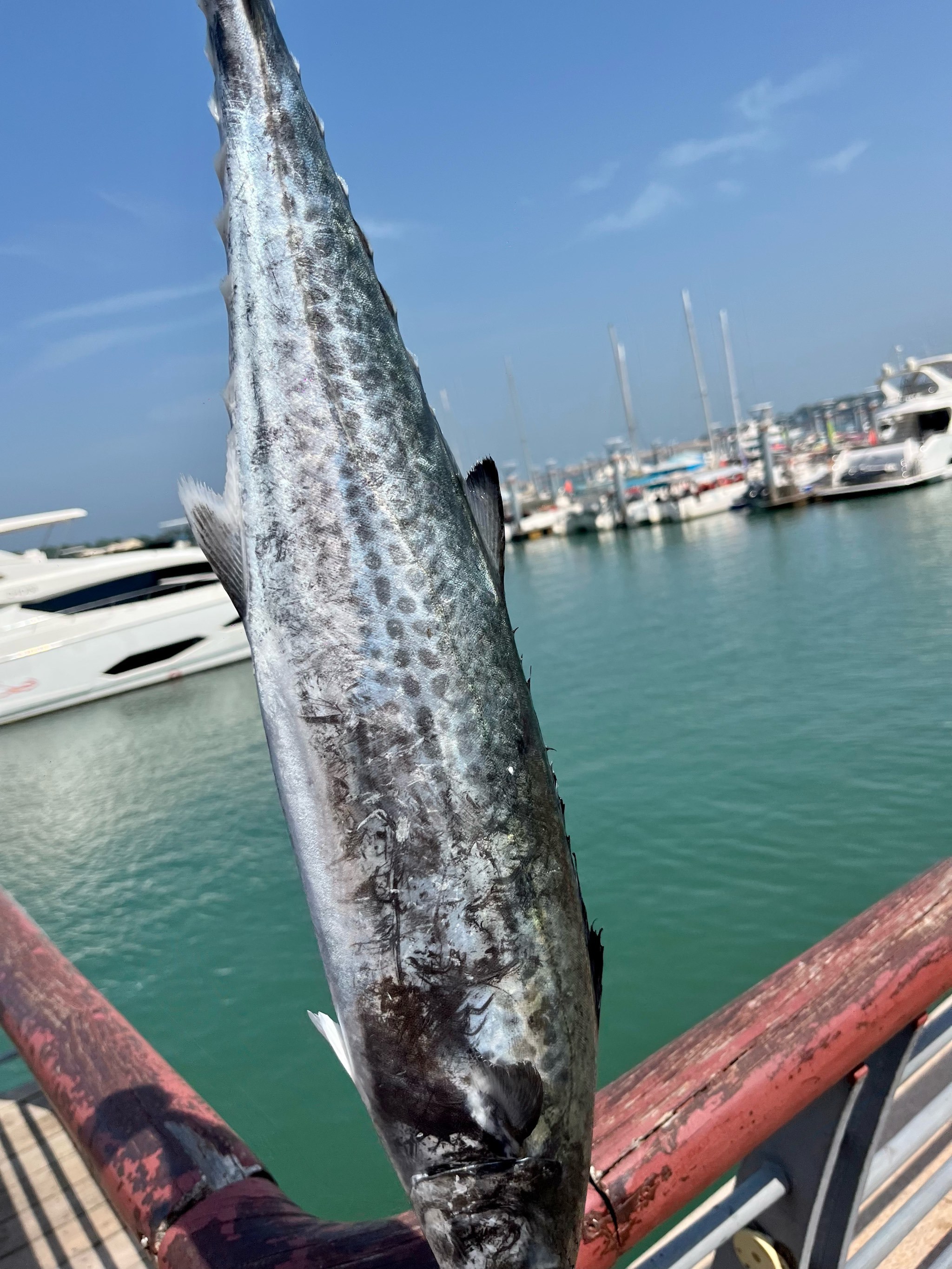 冬季日照可以海钓吗(日照冬天海水结冰吗)