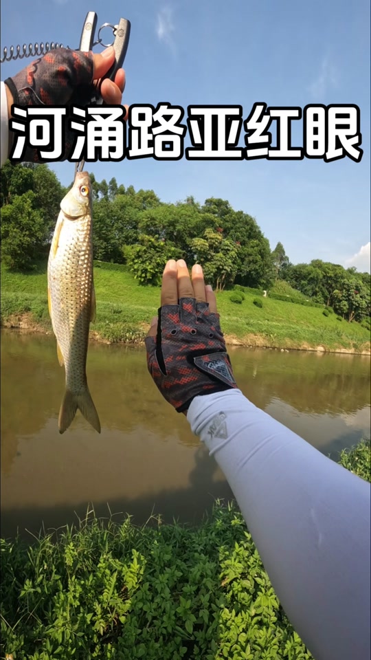 路亚红珠鱼(红蜘蛛路亚竿怎么样)