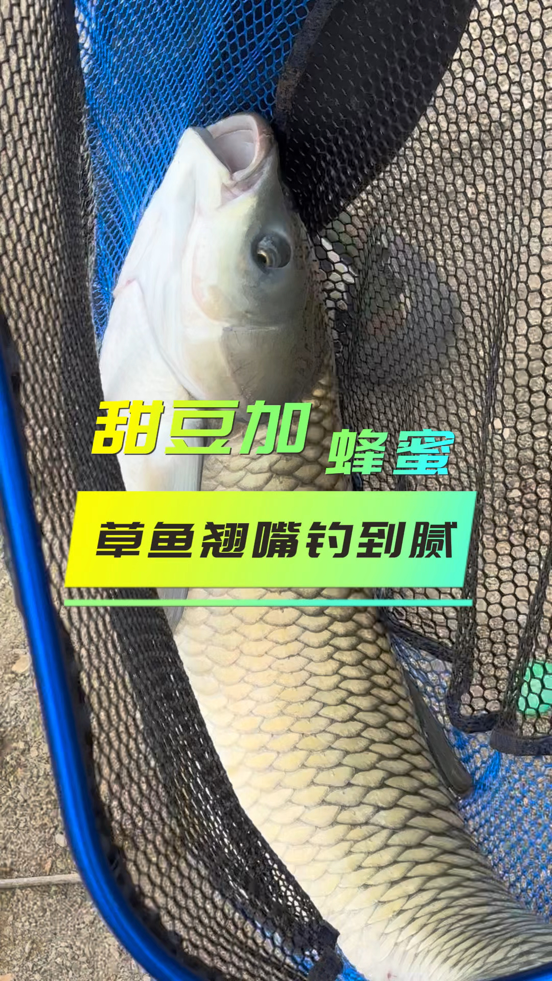 自制钓草鱼饵料(自制钓草鱼饵料怎么配)