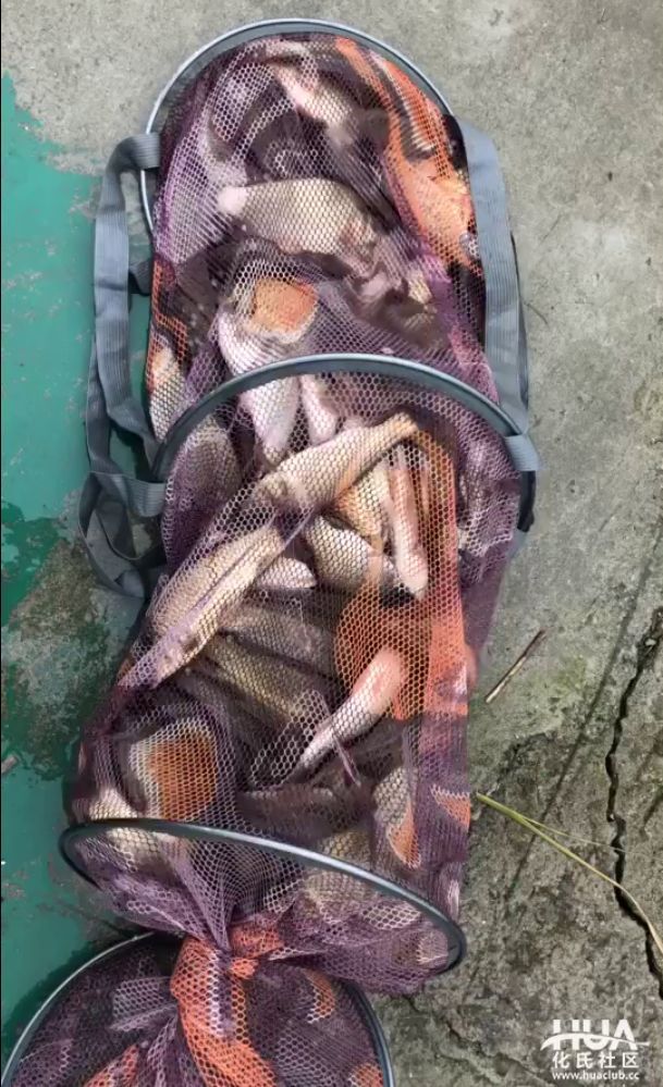 徐清华饵料配方视频(徐清华一级垂钓大师图片) 徐清华饵料配方视频(徐清华一级垂钓大师图片)