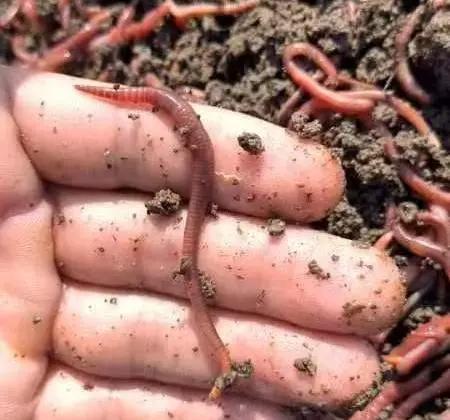 虹魔王饵料(红魔饵料钓什么鱼) 虹魔王饵料(红魔饵料钓什么鱼)