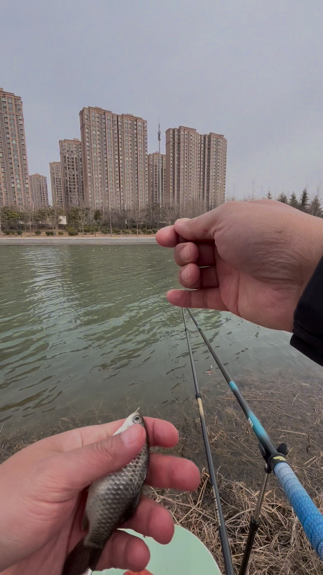 夏季垂钓鲫鱼的技巧(夏季如何钓鲫鱼?) 夏季垂钓鲫鱼的技巧(夏季如何钓鲫鱼?)