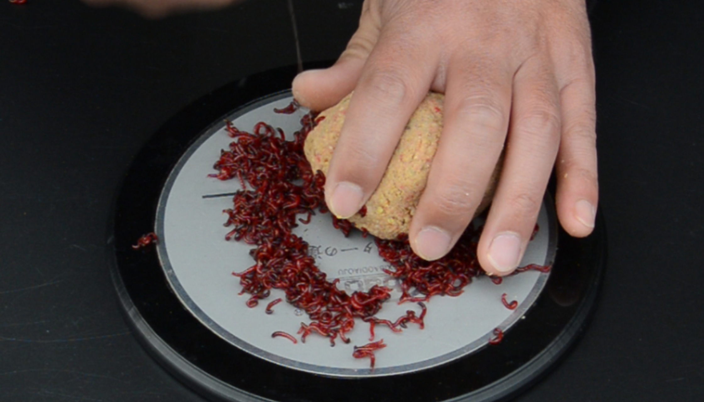 饵料如何开肉夹馍(饵料如何开肉夹馍窍门) 饵料如何开肉夹馍(饵料如何开肉夹馍窍门)