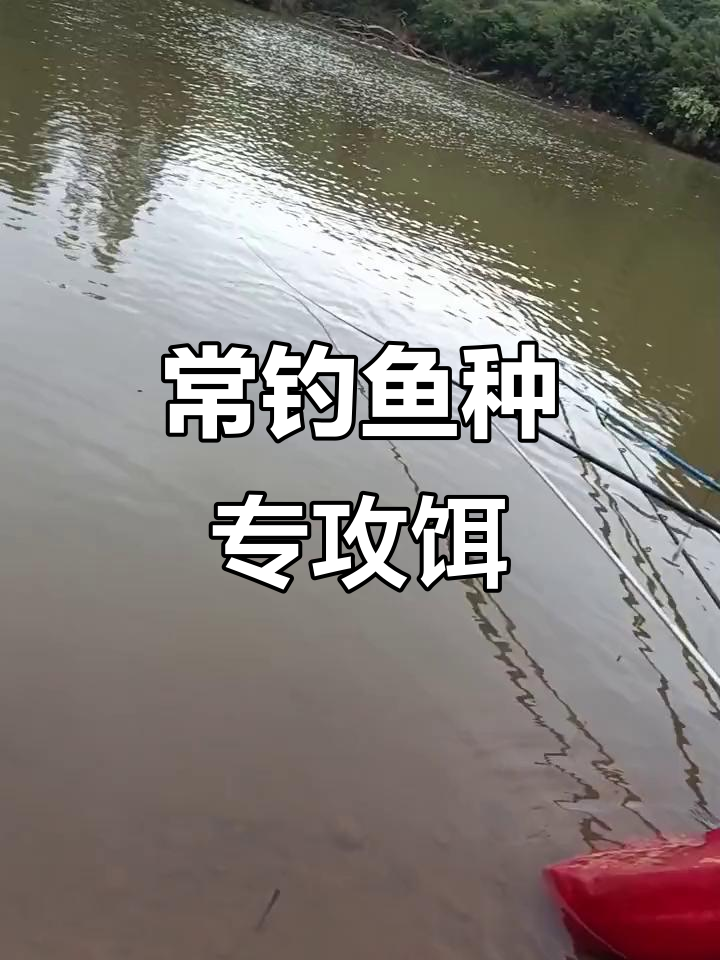 什么饵料野钓(钓鱼饵料排名前十名)