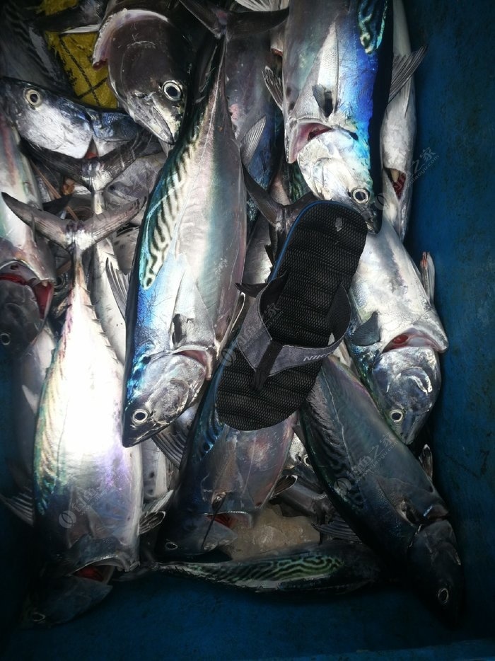 大青针海钓天气预告(青鱼几月份最好钓)