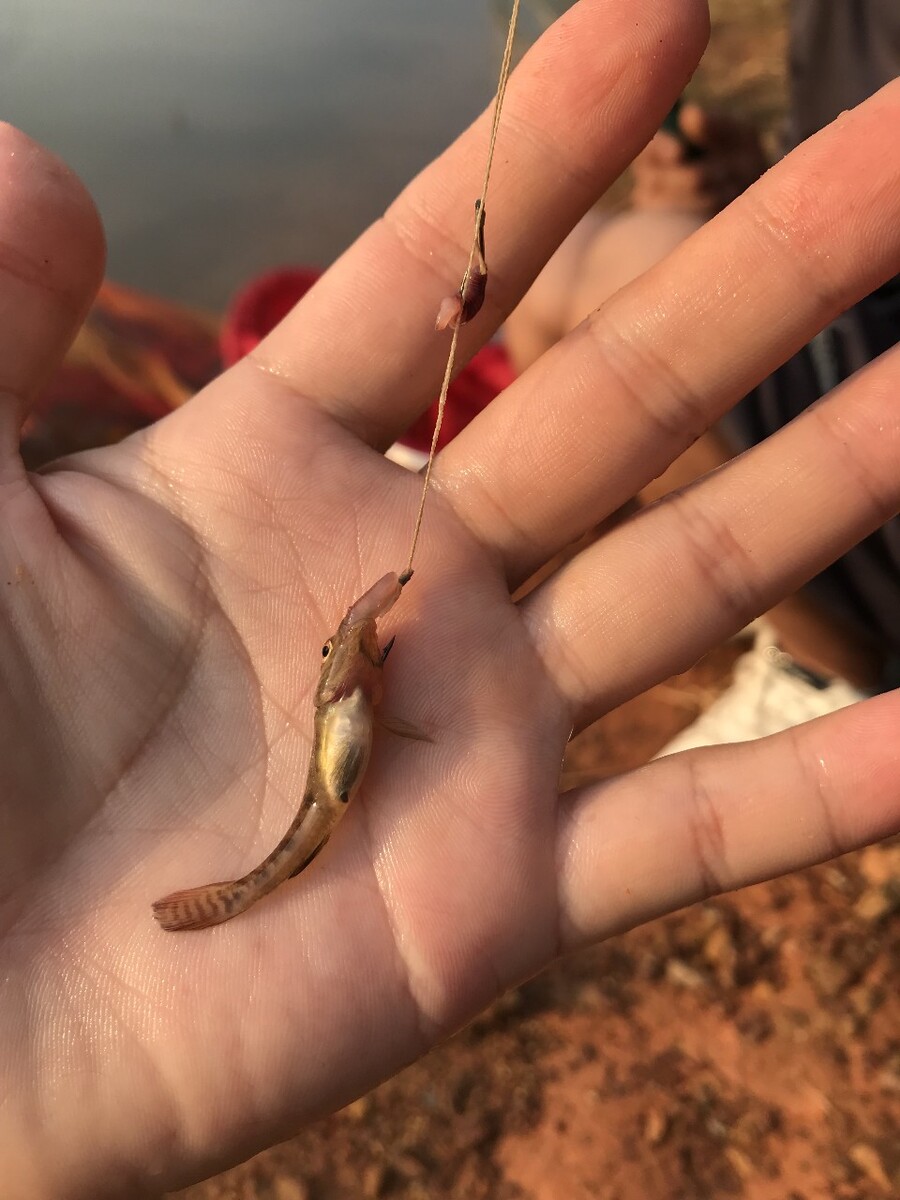 航母世界钓鱼的技巧(雕航母 战舰世界) 航母世界钓鱼的技巧(雕航母 战舰世界)