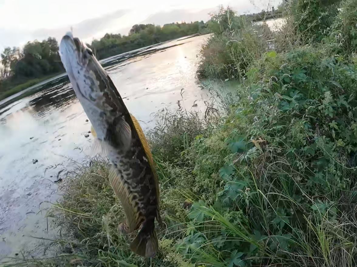 传统钓钓黑鱼技巧(民间钓黑鱼技巧和工具) 传统钓钓黑鱼技巧(民间钓黑鱼技巧和工具)