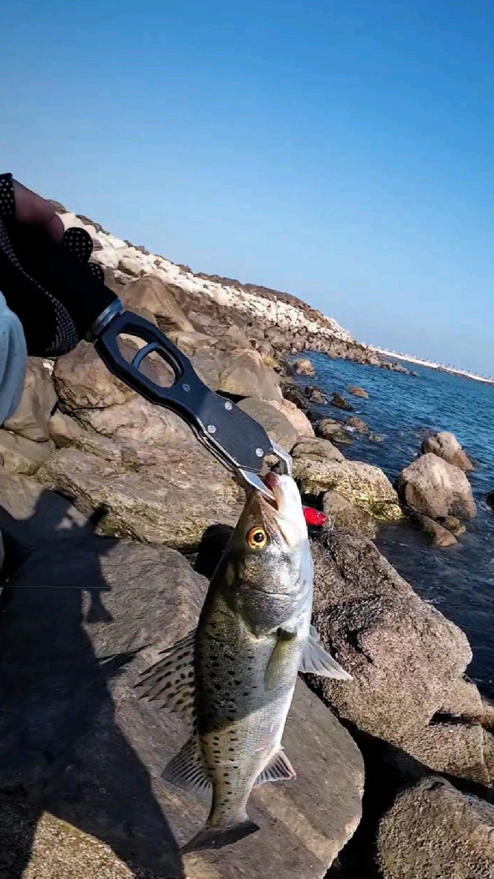 4月塘沽海钓(塘沽海钓鱼种) 4月塘沽海钓(塘沽海钓鱼种)