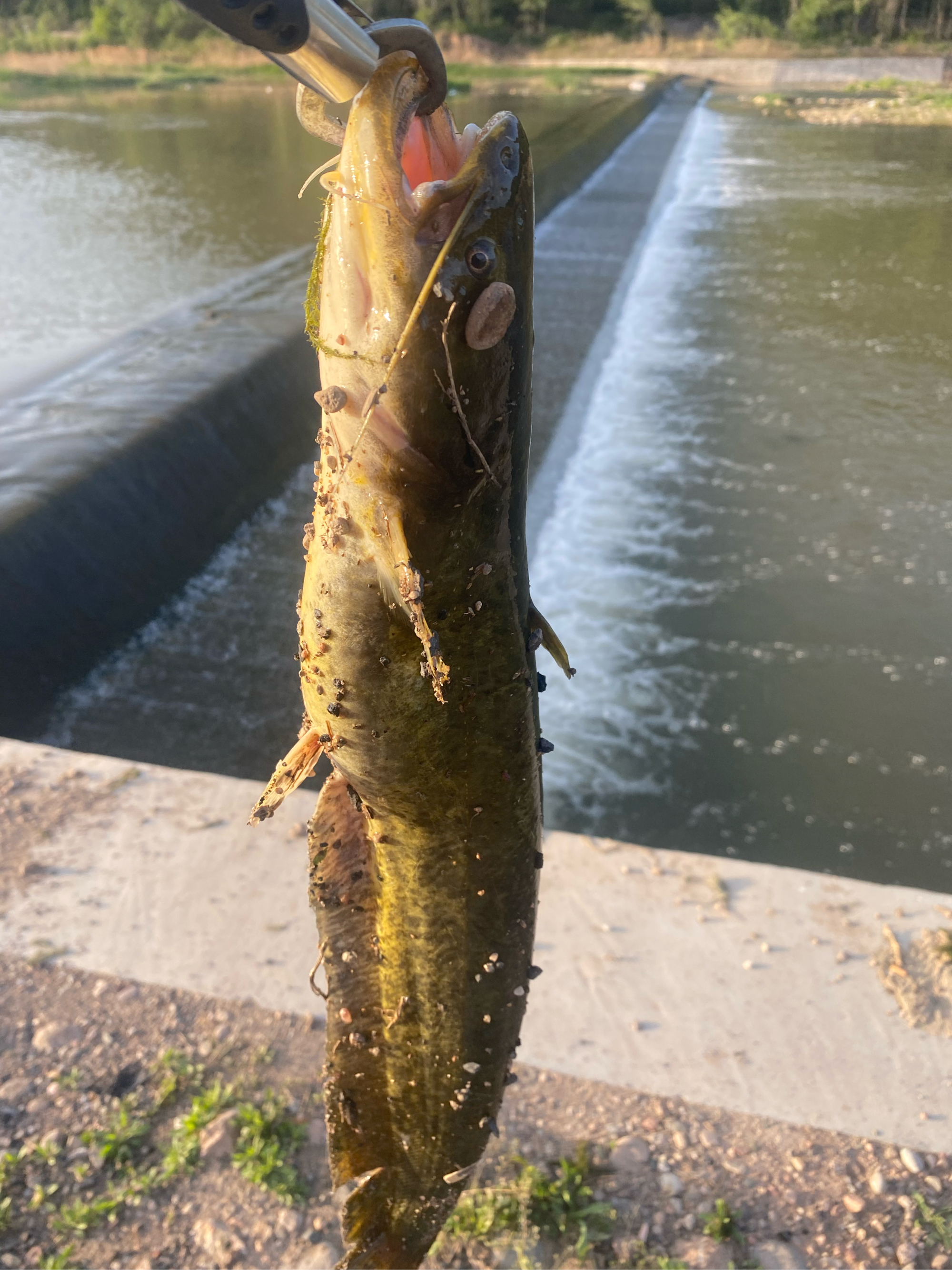 夜间路亚鲶鱼用什么(夜间路亚鲶鱼用什么假饵) 夜间路亚鲶鱼用什么(夜间路亚鲶鱼用什么假饵)
