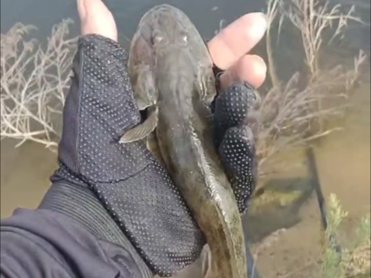 趴地虎路亚(趴地虎的作用与功效)