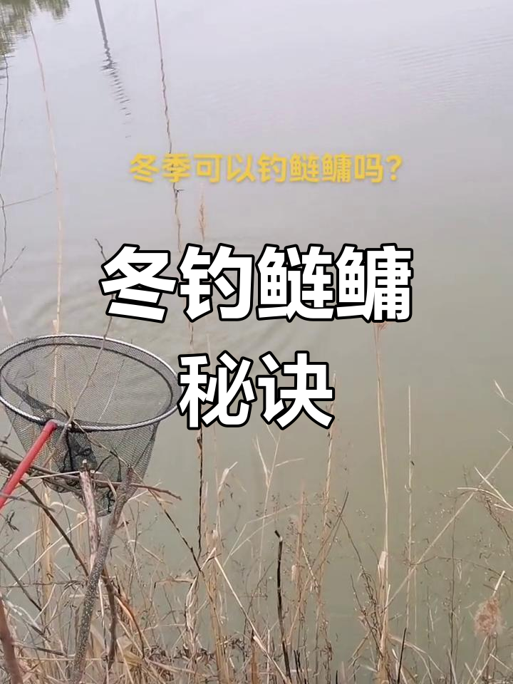 秋冬季钓鲢鳙技巧(秋冬钓鲢鳙钓浮还是钓底) 秋冬季钓鲢鳙技巧(秋冬钓鲢鳙钓浮还是钓底)