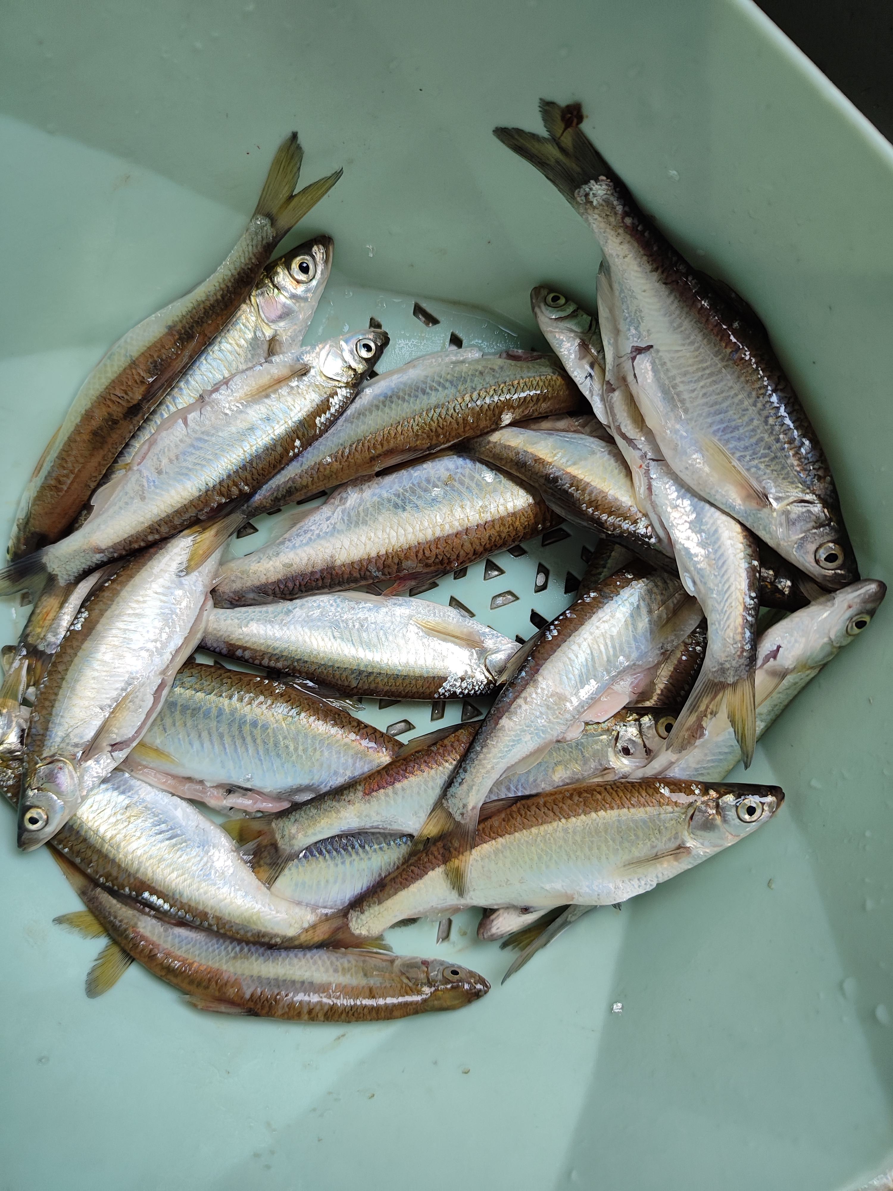 路亚用pe线(路亚pe线可以接起来用吗) 路亚用pe线(路亚pe线可以接起来用吗)