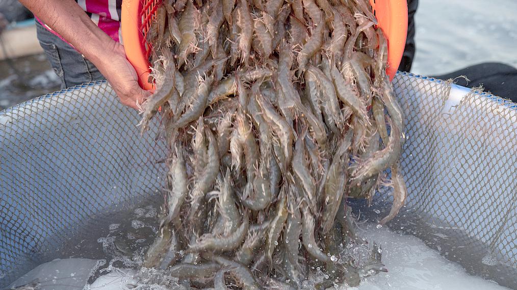 海虾饵料制造(如何制作虾饵视频教程) 海虾饵料制造(如何制作虾饵视频教程)