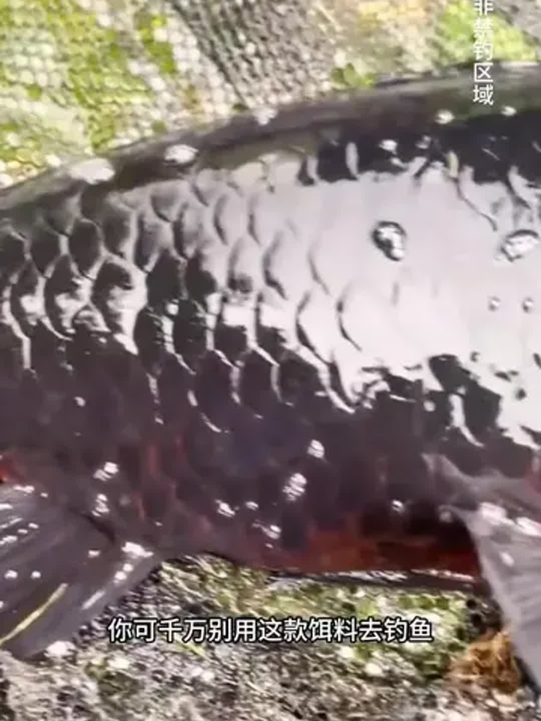 钓鲤鱼自制饵料(如何自制钓鲤鱼饵料) 钓鲤鱼自制饵料(如何自制钓鲤鱼饵料)