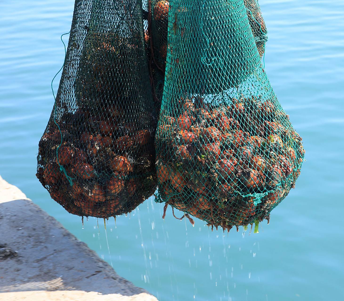 海鞘渔具(灯泡海鞘图片) 海鞘渔具(灯泡海鞘图片)