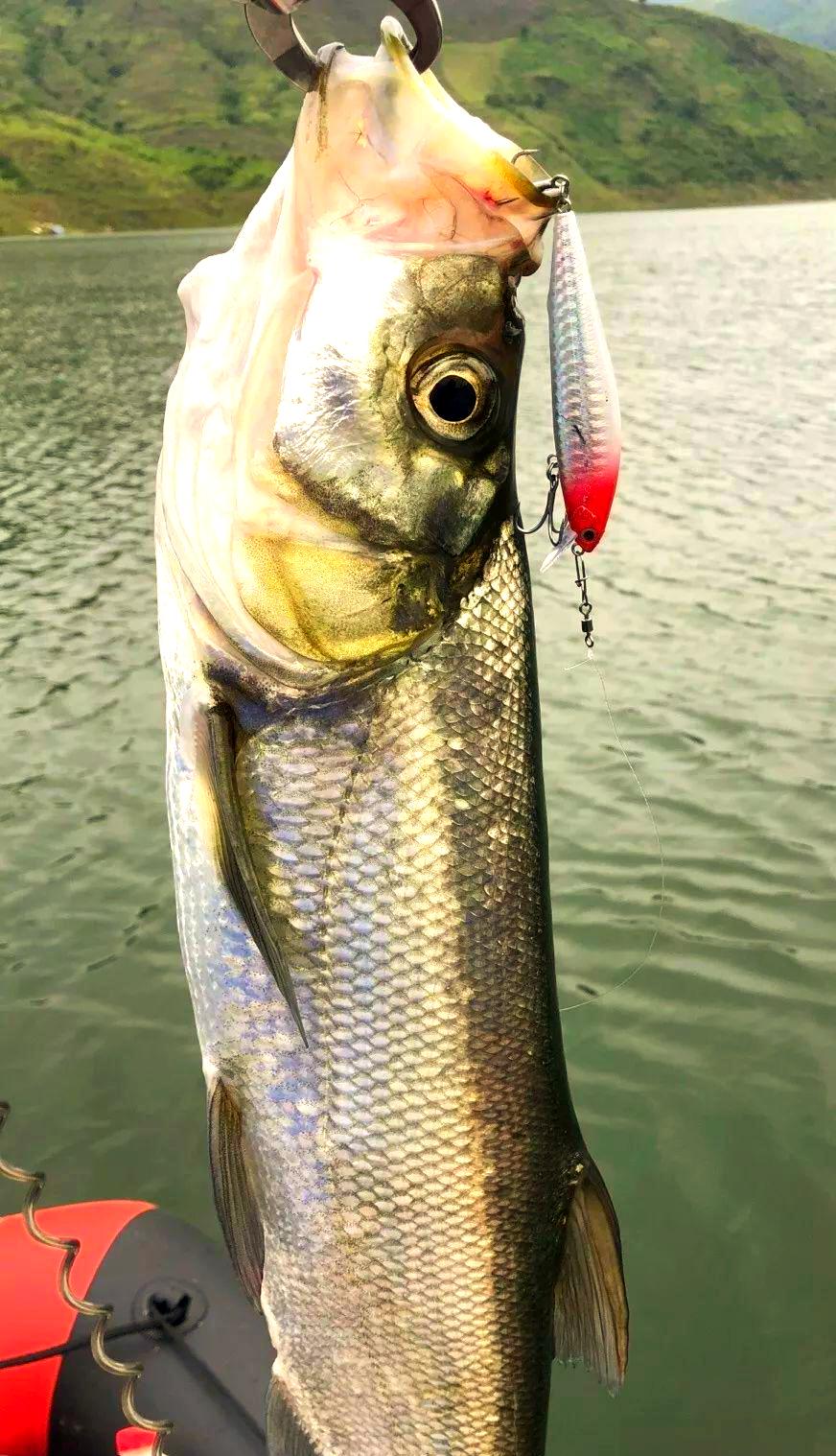 路亚纺车轮路亚翘嘴(路亚翘嘴纺车轮选择) 路亚纺车轮路亚翘嘴(路亚翘嘴纺车轮选择)