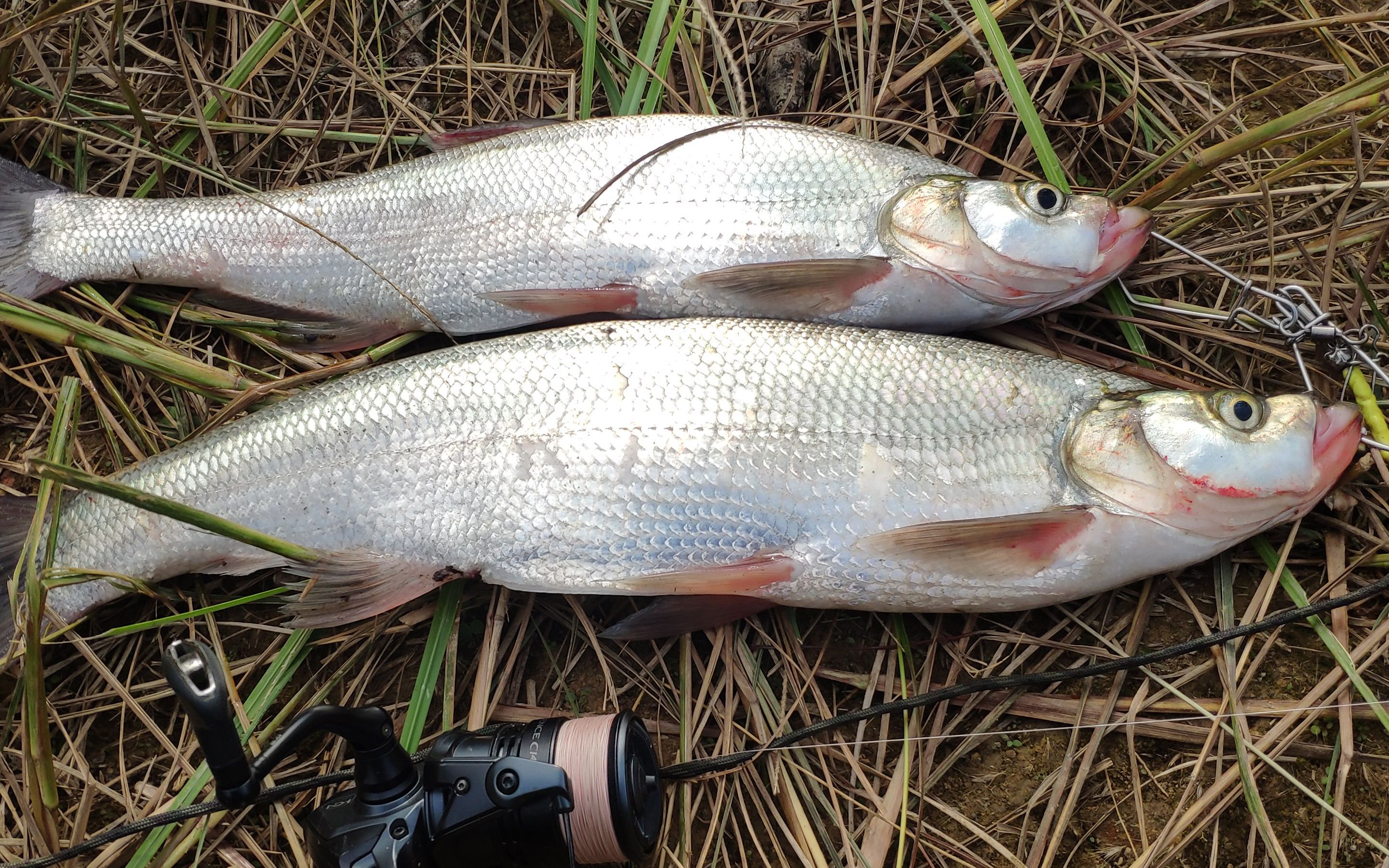 路亚纺车轮路亚翘嘴(路亚翘嘴纺车轮选择) 路亚纺车轮路亚翘嘴(路亚翘嘴纺车轮选择)