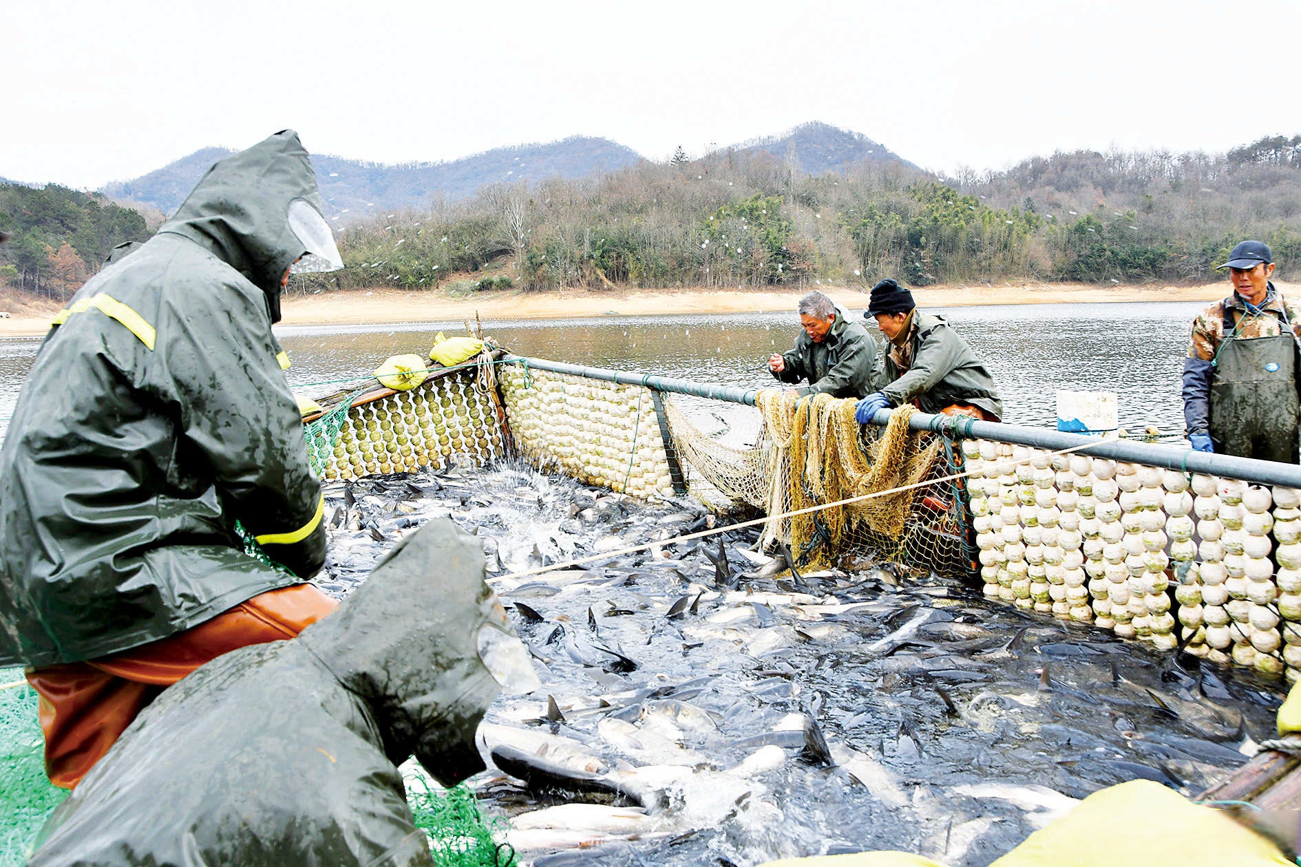 水库放水抓鱼技巧(水库放水怎么抓鱼) 水库放水抓鱼技巧(水库放水怎么抓鱼)
