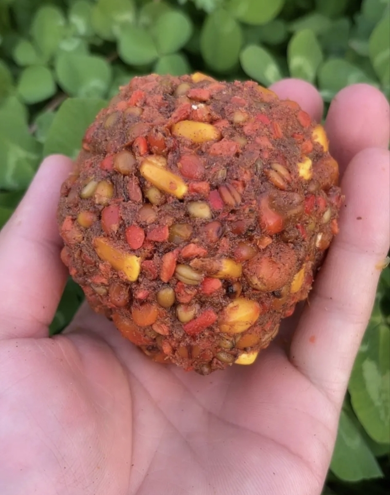 秘制麦粒饵料(麦粒饵料制作方法) 秘制麦粒饵料(麦粒饵料制作方法)