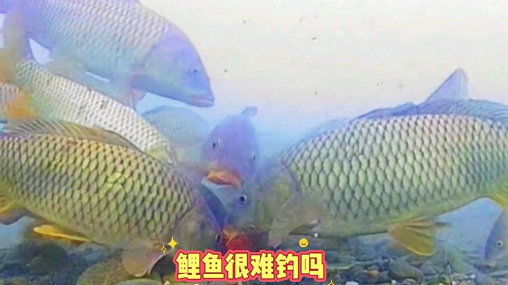 长江钓鲤鱼技巧(真正海竿的野钓鲤鱼绝招) 长江钓鲤鱼技巧(真正海竿的野钓鲤鱼绝招)