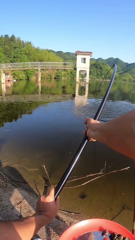 长江钓鲤鱼技巧(真正海竿的野钓鲤鱼绝招) 长江钓鲤鱼技巧(真正海竿的野钓鲤鱼绝招)
