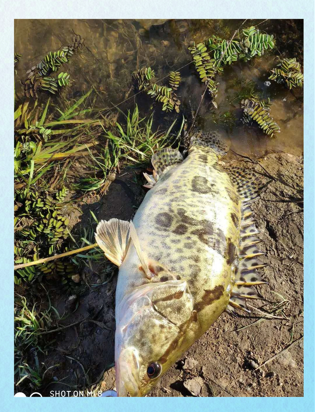 惊蛰路亚鳜鱼(路亚鳜鱼视频) 惊蛰路亚鳜鱼(路亚鳜鱼视频)