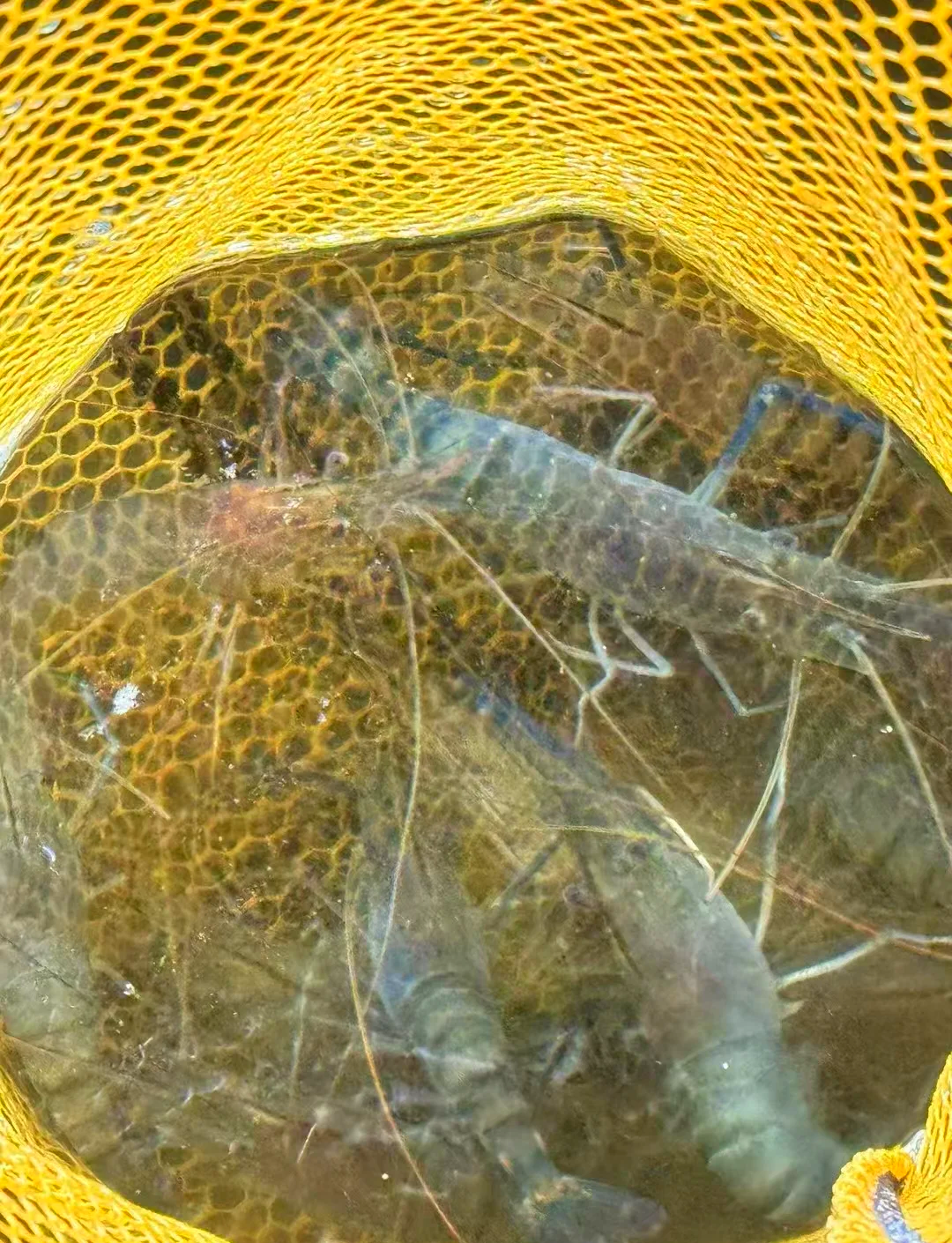 海钓可以活虾吗(海钓用虾钓好不好钓) 海钓可以活虾吗(海钓用虾钓好不好钓)