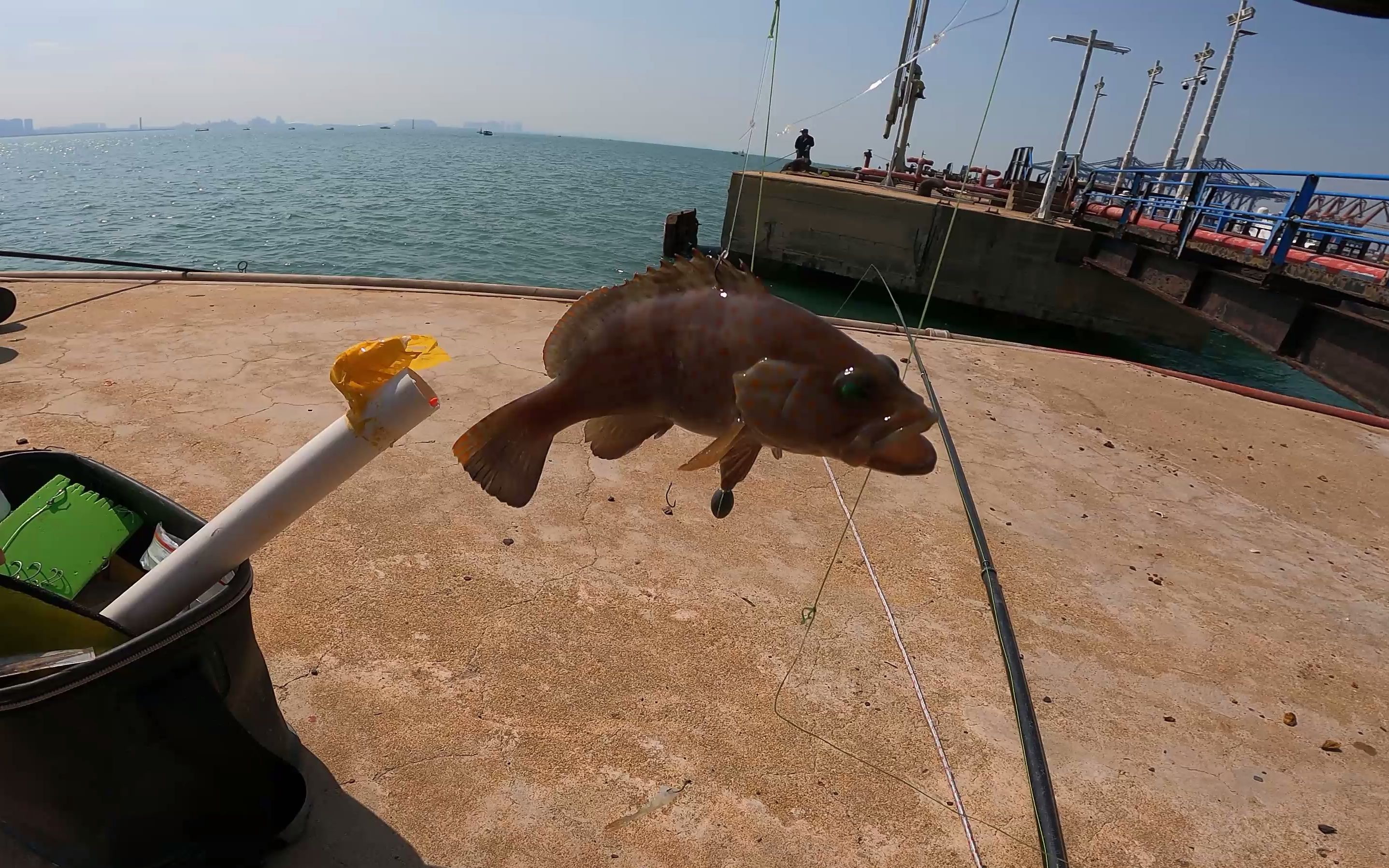 海钓可以活虾吗(海钓用虾钓好不好钓) 海钓可以活虾吗(海钓用虾钓好不好钓)