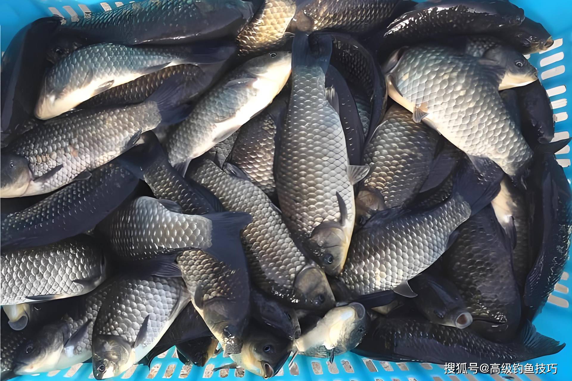 黑坑补窝诱魚技巧(黑坑补窝诱鱼技巧图解) 黑坑补窝诱魚技巧(黑坑补窝诱鱼技巧图解)