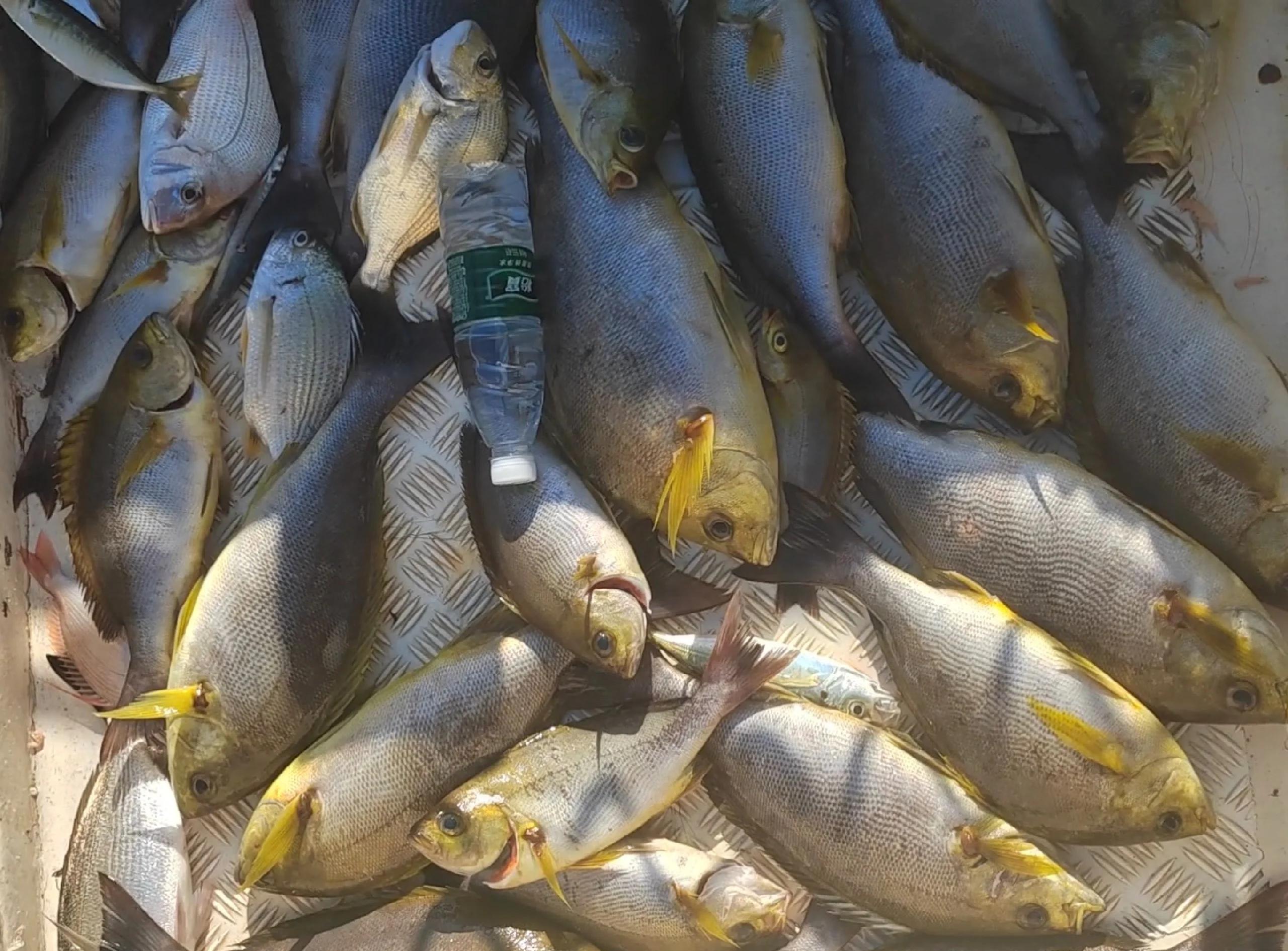 惠州周边海钓点(惠州附近哪里可以海钓) 惠州周边海钓点(惠州附近哪里可以海钓)