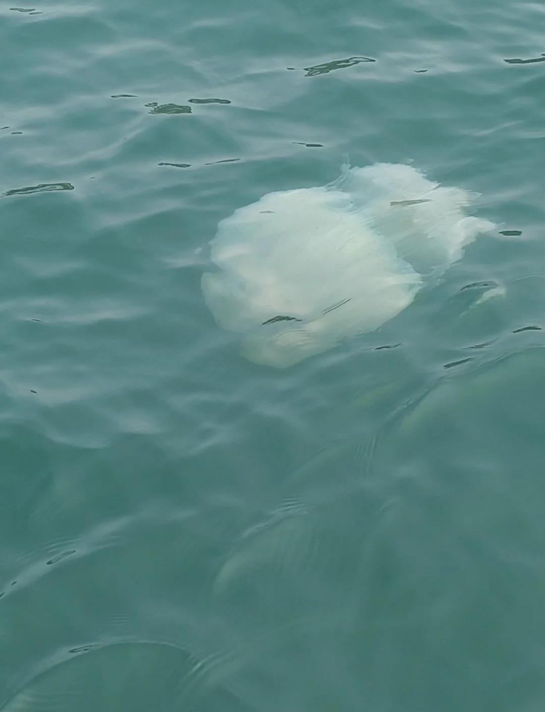 亚婆角海钓视频(路亚野钓视频) 亚婆角海钓视频(路亚野钓视频)
