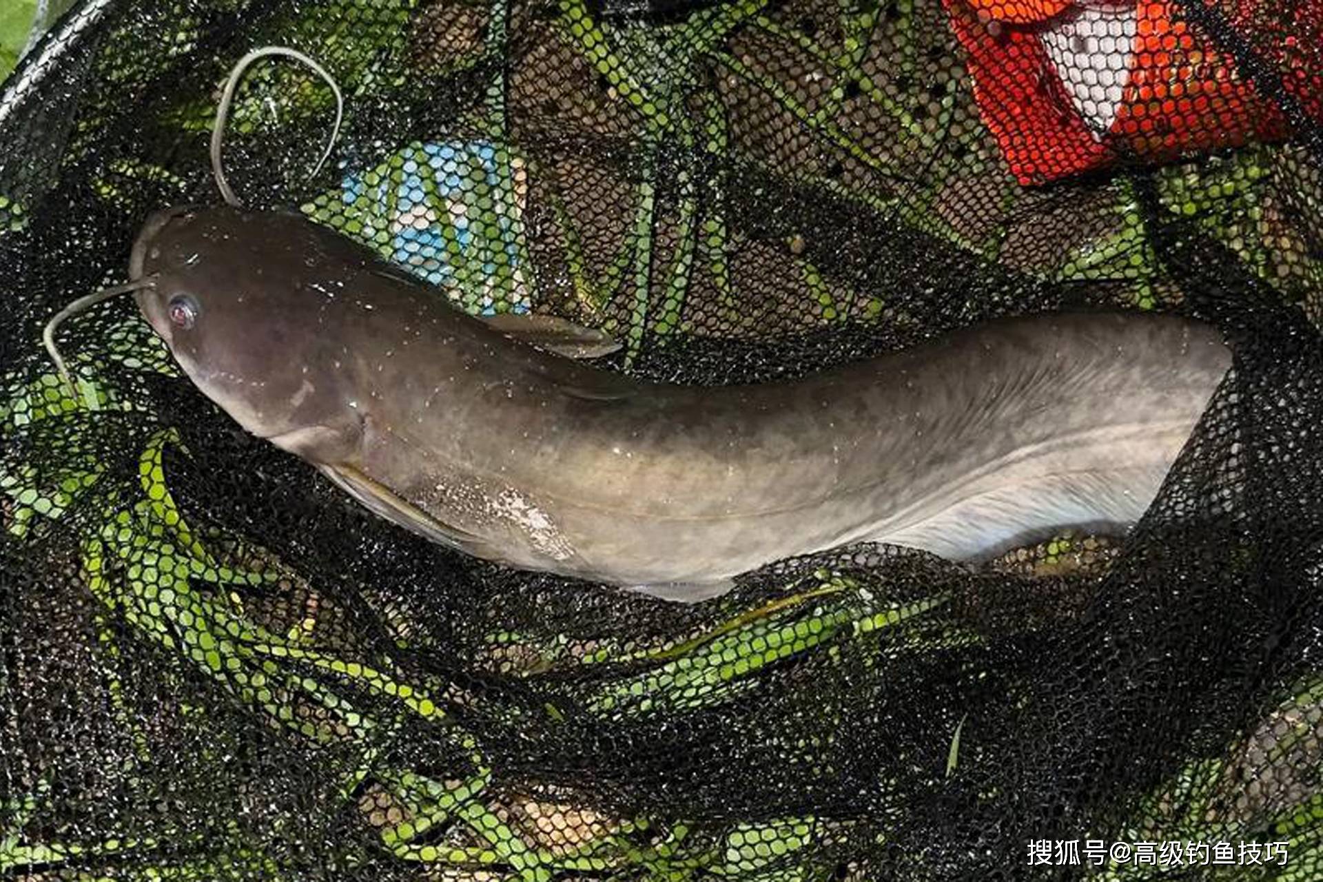 钓鲶鱼的最佳饵料(钓鲶鱼用什么钓) 钓鲶鱼的最佳饵料(钓鲶鱼用什么钓)