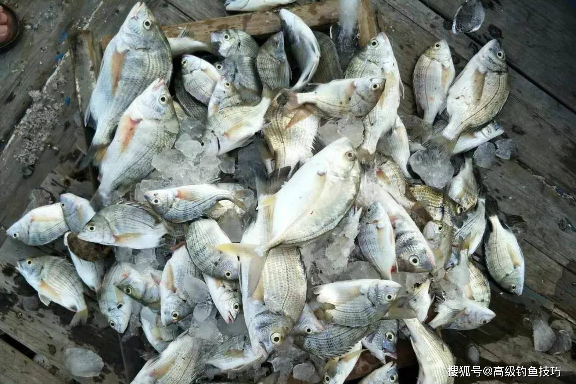 海钓看潮汐(海钓潮汐什么潮合适) 海钓看潮汐(海钓潮汐什么潮合适)