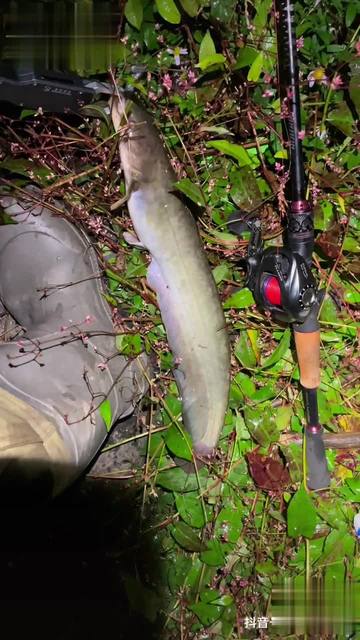 夜钓六须鲶鱼技巧(六须鲶鱼和八须鲶鱼)