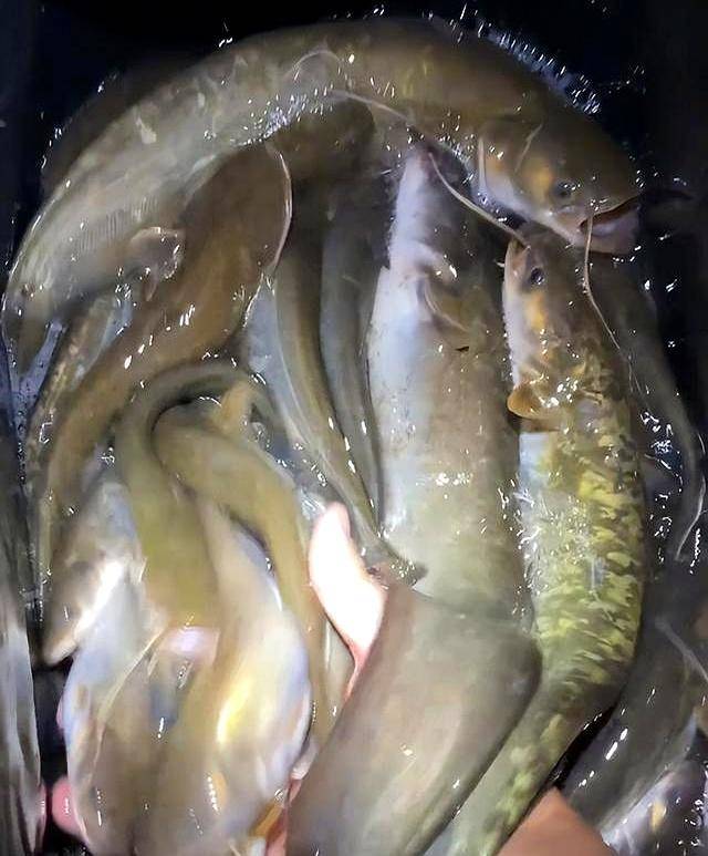 夜钓六须鲶鱼技巧(六须鲶鱼和八须鲶鱼)