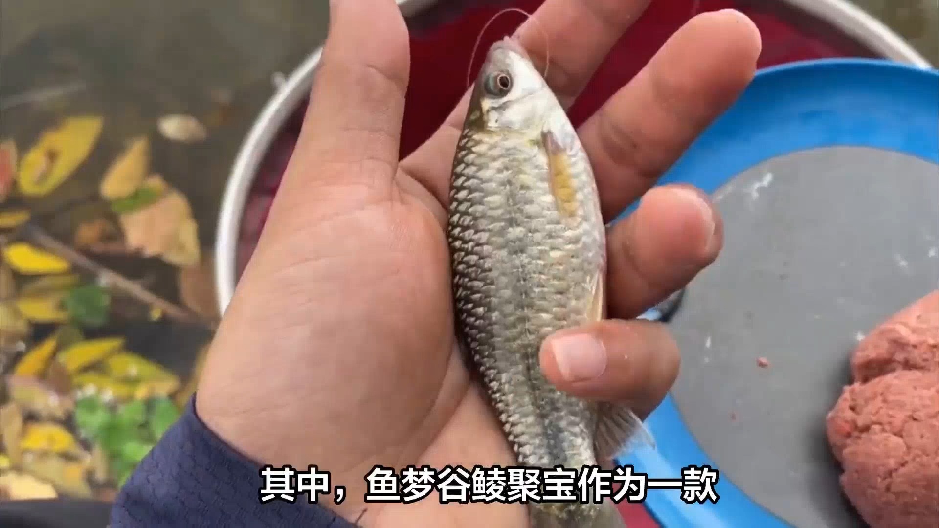 初春钓鲮鱼技巧(初夏钓鳊鱼技巧)