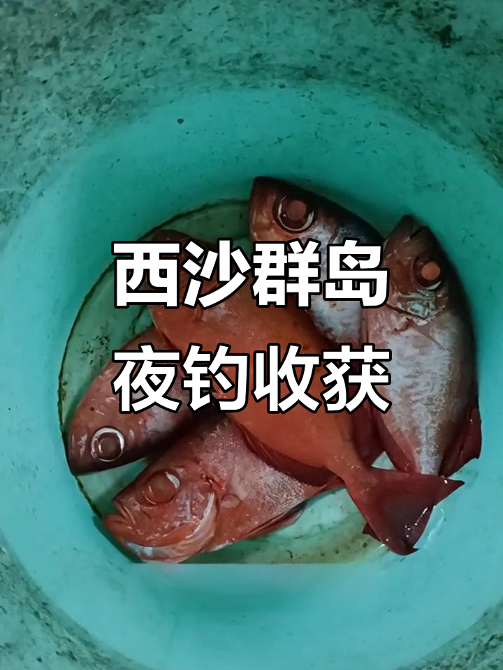 钓大眼睛鱼技巧(钓大眼睛鱼技巧和方法) 钓大眼睛鱼技巧(钓大眼睛鱼技巧和方法)