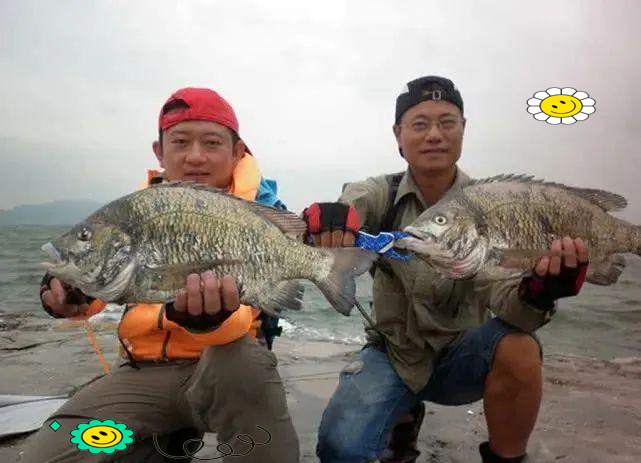 南海钓黑鲷什么季节(黑鲷什么时候好钓) 南海钓黑鲷什么季节(黑鲷什么时候好钓)