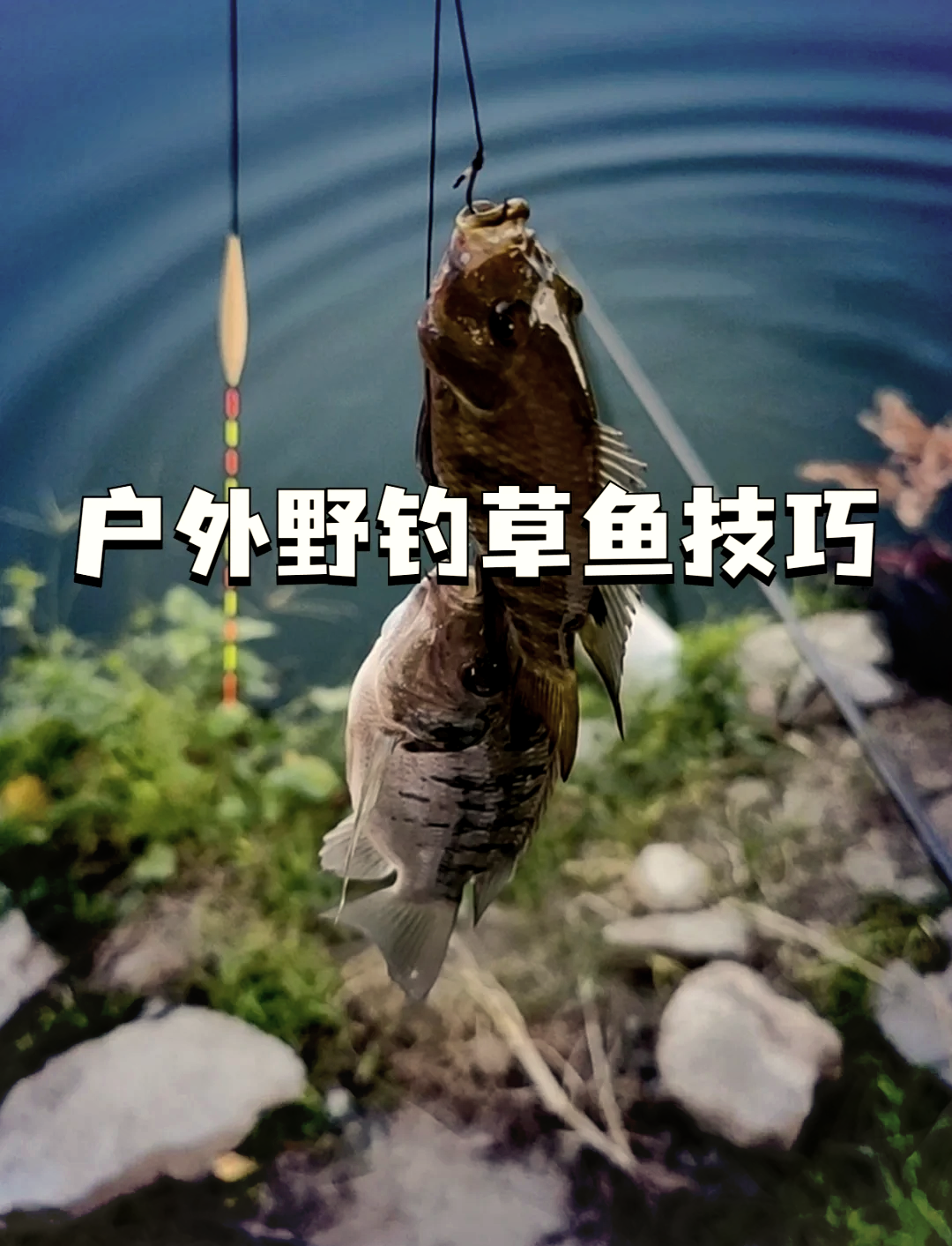 夏季季水库钓草鱼技巧(水库钓草鱼用什么饵料比较实用)