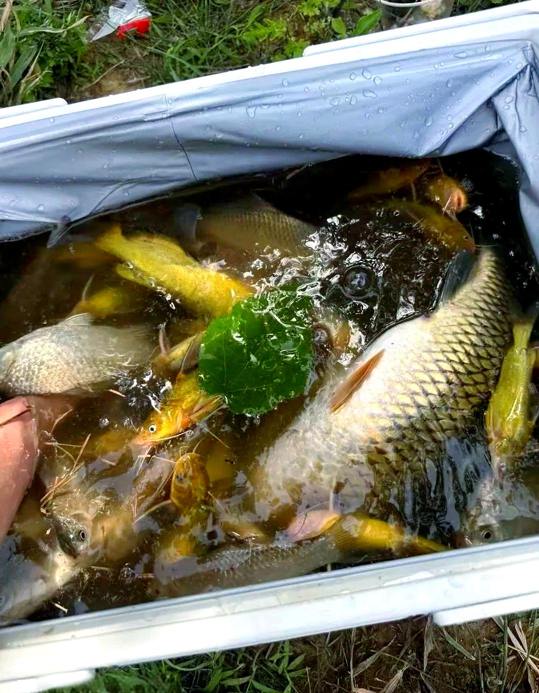 大水库诱鱼技巧(水库野钓大鱼视频)