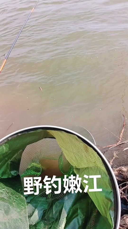 江叉子钓鱼技巧(最强钓鱼人溜鱼技巧)