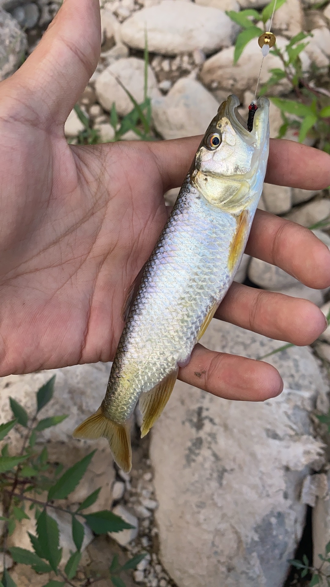 慈利马口路亚(马口路亚什么意思)