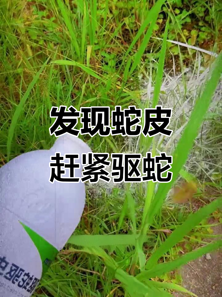 防蛇技巧(防蛇视频)