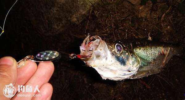 夏季夜晚路亚(夏季晚上路亚)