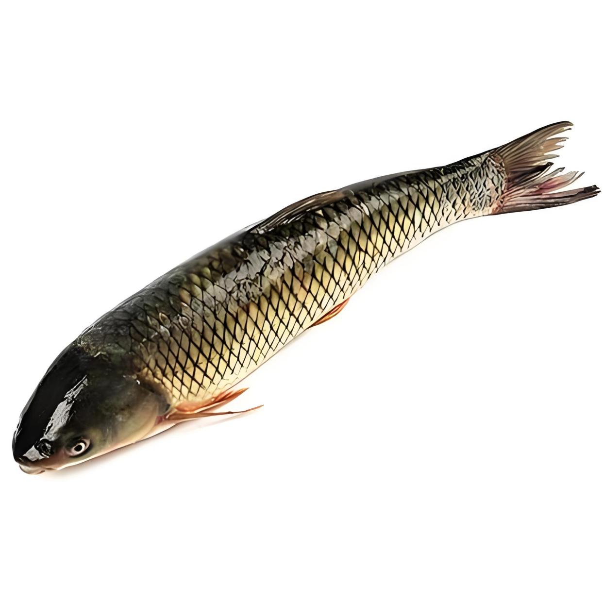 秋天用钓草鱼技巧(秋天草鱼钓法)